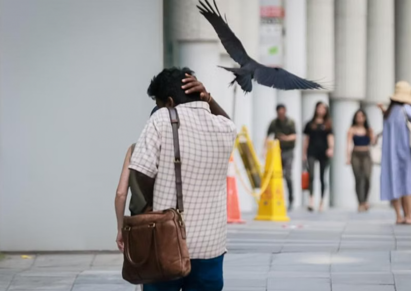 Attack of the crows: Passers-by pecked at, harassed outside Orchard Central