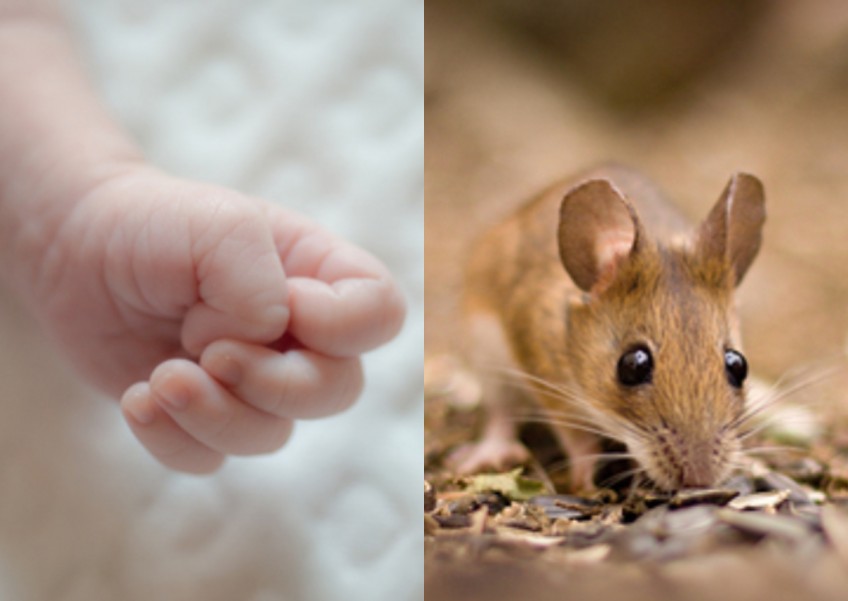 Fingers missing flesh: Neglected baby almost killed by rats in US
