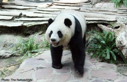 Giant panda in Thailand pregnant, cub due in January
