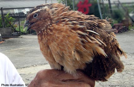 Woman charged for illegal import of M'sian quail meat