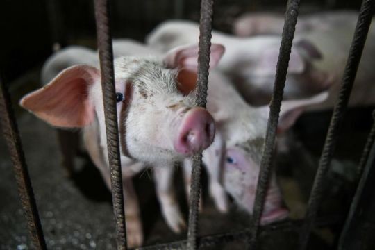 Thailand culls 200 pigs amid heightened fears over African swine fever