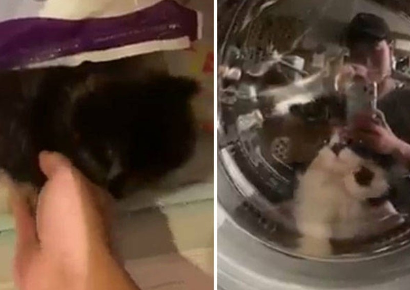 SPCA investigating videos of man putting cat in washing machine and freezer