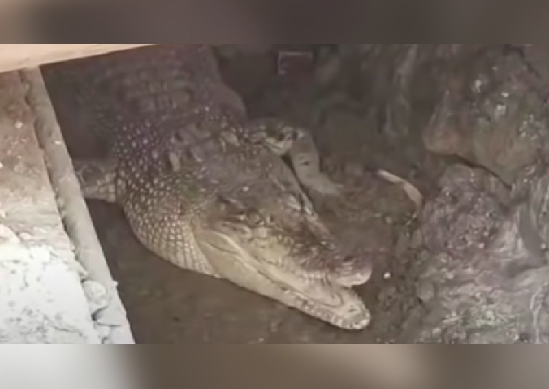 What's up, croc? Escaped pet drops by Indonesia vaccination centre
