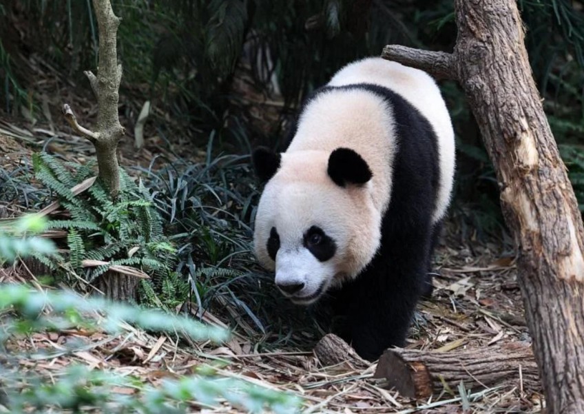 Farewell, Le Le: Singapore-born panda will return to China in December