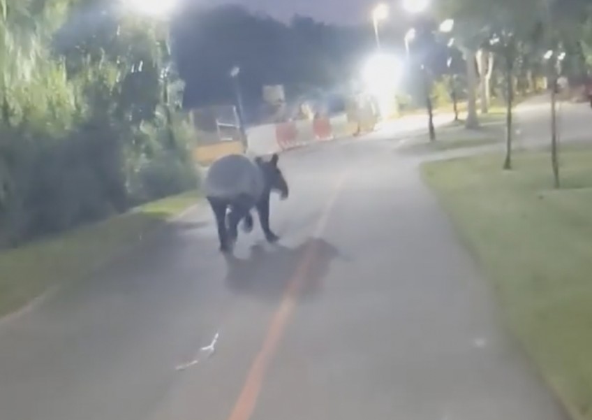 'Thought I was hearing a horse': Tapir overtakes surprised cyclist on Punggol PCN