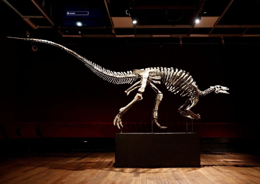 Dinosaur known as 'Barry' goes on sale in rare Paris auction