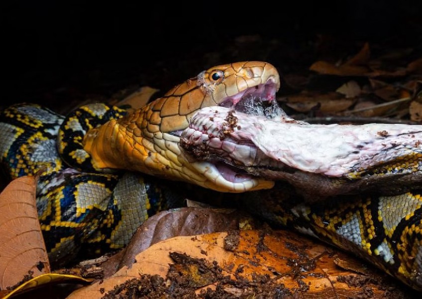 'This fight was certainly a treat': Enthusiasts turn up with stools to watch king cobra's 7-hour duel with python at Mandai