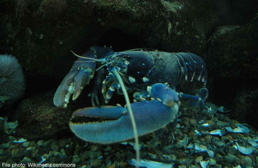 World's first commercially hatched lobster in Sabah