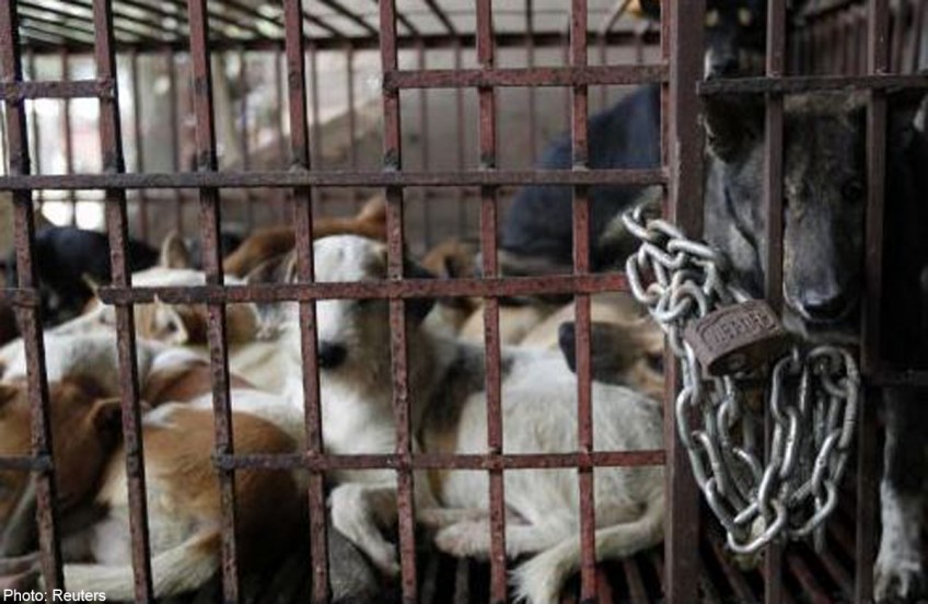 Dogs sold for cooking in Penang