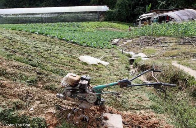 Costlier vegetables for Singapore likely after Cameron Highlands flash floods, crackdown