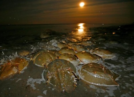 Horseshoe crabs, living fossils of the sea, draw endangered species petition