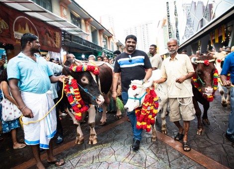 Things to know about harvest festival Pongal in Singapore