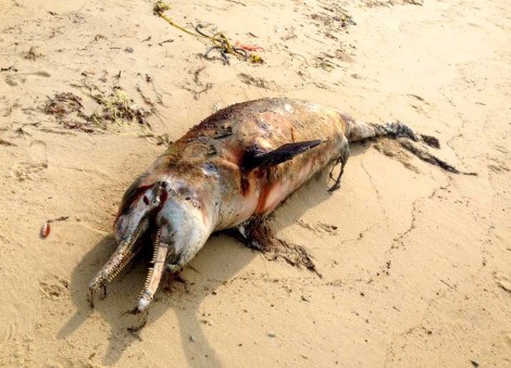 Dead dolphin at East Coast to be preserved?
