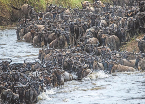 Following the great migration