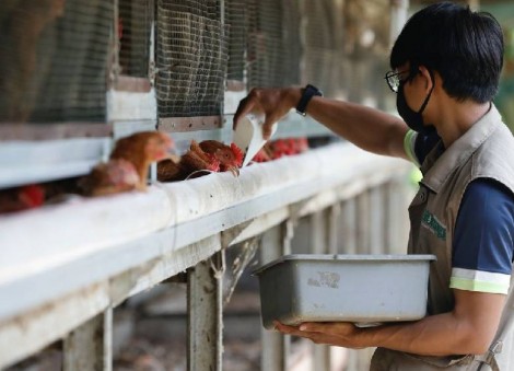 Indonesia starts delivering chicken to Singapore