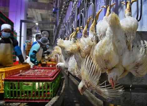 No word on when Malaysia's chicken export ban will be lifted