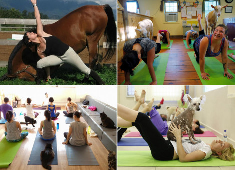 Yoga with goats craze: 4 other animals to namaste with