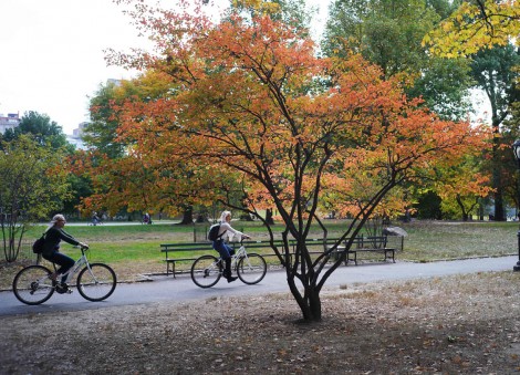 New York's Central Park goes officially car-free