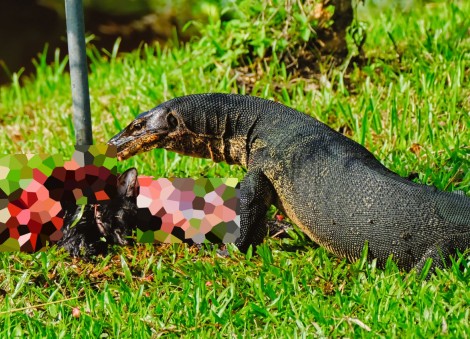 Monitor lizard spotted feasting on cat carcass at Tampines park