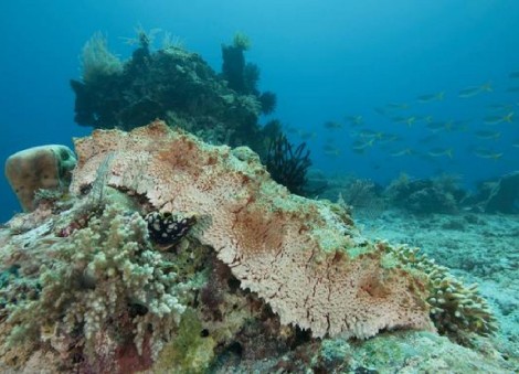 Asia's taste for sea cucumbers roils South Pacific