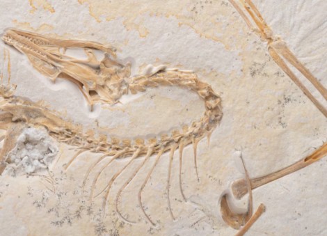 Chicago museum acquires new specimen of famed Archaeopteryx
