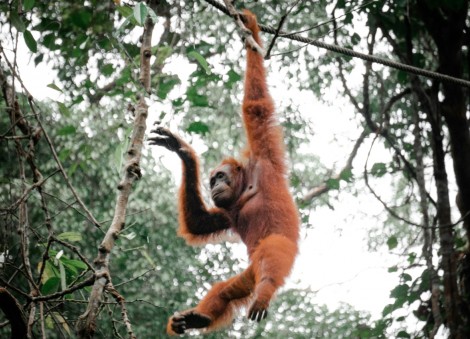Malaysia eyes 'orangutan diplomacy' with nations that import palm oil