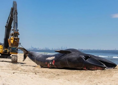 13m-long whale carcass on bow of cruise ship baffles New York authorities