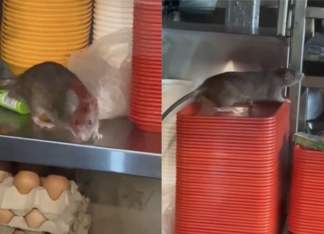 'Which coffee shop has no rats?' Geylang stallholders respond to rodent sighting, say premises are 'very clean' 