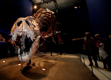 T-rex is at the center of a debate over dinosaur intelligence