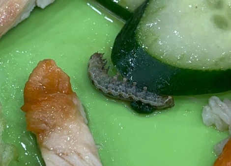 'Alive and wriggling': Diner grossed out by caterpillar in chicken rice at Jurong Point food court