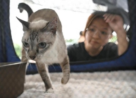 Cat licensing scheme to take effect on Sept 1; up to 2 allowed in each HDB flat