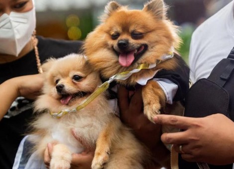 Pet weddings highlight of animal blessing ceremony in the Philippines